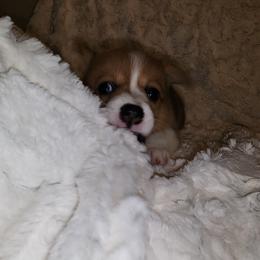 Pembroke Welsh Corgi Puppies from Tiny Titans K9