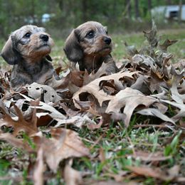 Dachshund puppies from Jennifer Starkey