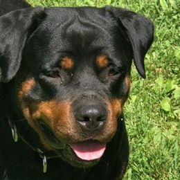 Rottweilers from Misjef Rottweilers