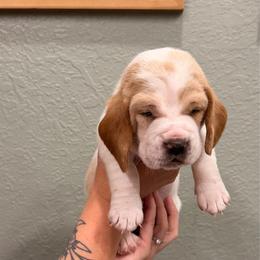 George-yellow - Lemon and white male Basset Hound puppy in Gulf Breeze, Florida from Breeze Basset Hounds