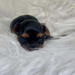Aoki - Black and gold female Yorkshire Terrier puppy in Las Vegas, Nevada from Yorkiepupsntcups