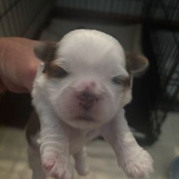 Boy 2 - Gold and white male Shih Tzu puppy in Manlius, New York from Dorothy Agrippino's Shih Tzus