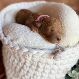 Geneva - Apricot female Poodle puppy in Detroit Lakes, Minnesota from Pickerel Pups