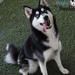 Diva - Pomsky