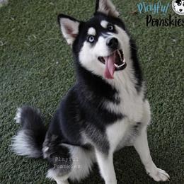 Diva - Pomsky