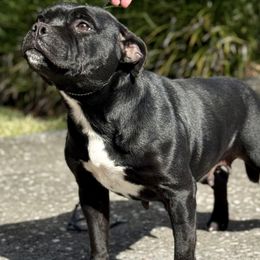 Maggie - Staffordshire Bull Terrier