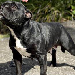 Maggie - Staffordshire Bull Terrier