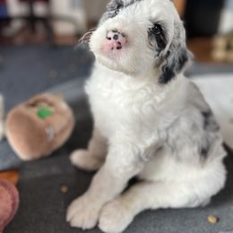 Sheepadoodle Puppies from Life Unleashed Farm