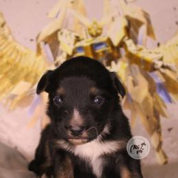 Judau - Black tri-color male Australian Shepherd puppy in Colorado Springs, Colorado from Dawn 2 Dusk Ranch