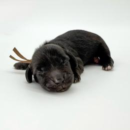 Clover (AKC solid black) - Black male Dachshund puppy in Waddell, Arizona from Neu Doxies