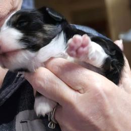 Amelia - Black tri female Toy Australian Shepherd puppy in Windom, Texas from Wild Farm Puppies