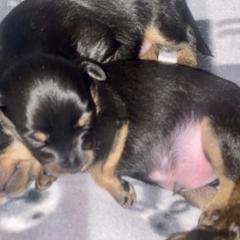 Prague Ratter Puppies from North Star Gem’s Prague Ratters