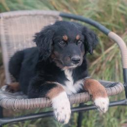 Boy 1 - Black tri-color male Australian Shepherd puppy in Yakima, Washington from Naches Heights Ranch