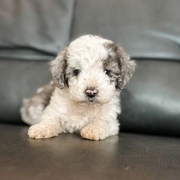 Donner - Blue merle male Aussiedoodle puppy in Saint George, Utah from Fitzdoodles