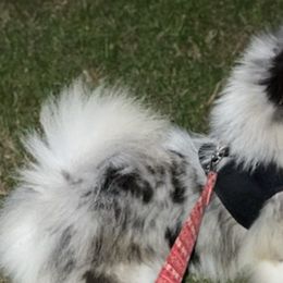 Pomskies from Pomskies of Miami