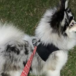 Pomskies from Pomskies of Miami