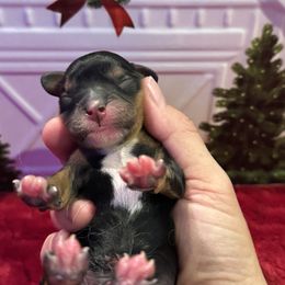 Black and Tan boy - Black and tan male Cavalier King Charles Spaniel puppy in Choctaw, Oklahoma from Dandelions and Kings