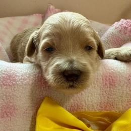 Georgia Belle - Apricot female Goldendoodle puppy in Roy, Utah from Doodles are Amazing