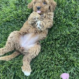 Goldendoodle Puppies from KandE Doodles