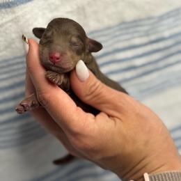 Crush - Chocolate and cream male Dachshund puppy in Oklahoma City, Oklahoma from Barrett’s Doxie Farm