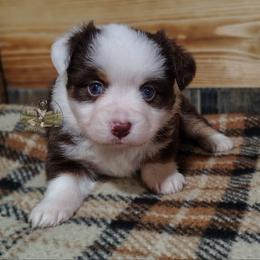 Penny - Red tri female Miniature Australian Shepherd puppy in Muskogee, Oklahoma from Tagalong Lane Australian shepherds