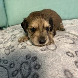 Neon green boy - Wild  boar and tan male Dachshund puppy in Live Oak, Florida from The Weenie Herd Mom