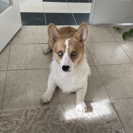 Lagos - American Corgi