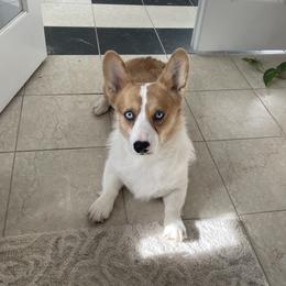 Lagos - American Corgi