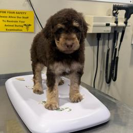 Amos - Red tri-color male Aussiedoodle puppy in Heber City, Utah from Junipersdoodles