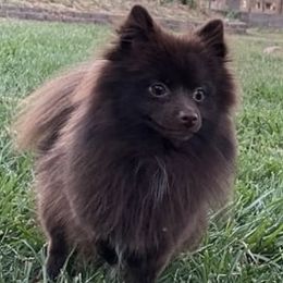 Penny - Pomeranian
