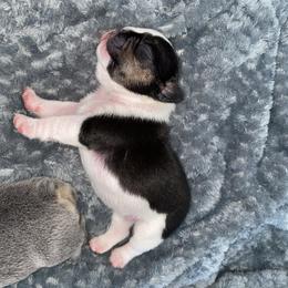 French Bulldog Puppies from Casco Bay Frenchies