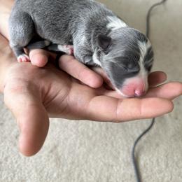 Border Collie Puppies from Athena’s Collies