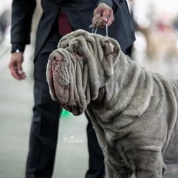Neapolitan Mastiff Puppies from Red Rock Neapolitan Mastiffs