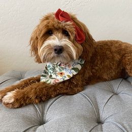 Goldendoodle Puppies from Garside Doodles