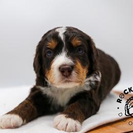 Fern - Tri-color female Bernedoodle puppy in Edmond, Oklahoma from Rock N Roll Doodles