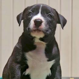 Black and White Female - Black female American Bully puppy in Lexington, Kentucky from Deuce's Den