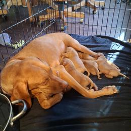Blue - Golden rust male Vizsla puppy in Maineville, Ohio from Izabella Vizslas