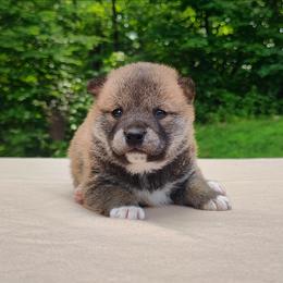 Chia - Red female Shiba Inu puppy in Clayton, Illinois from Adorable-Puppies