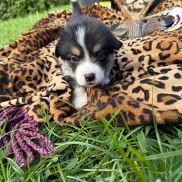Hemi - Black and tan male Pembroke Welsh Corgi puppy in Delray Beach, Florida from Holly's Pembroke Welsh Corgis