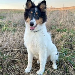 Jack - Black white and tan Collie puppy in Waterville, Iowa from Lisa’s Lassies