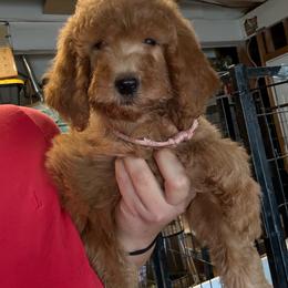 Pink - Red female Assorted Doodle Crosses puppy in San Jacinto, California from Goldens and Doodles
