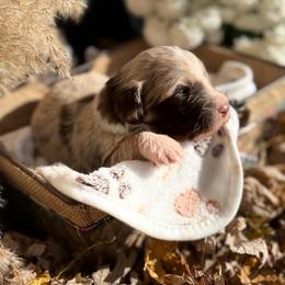 Sienna - Red merle female Aussiedoodle puppy in Kensington, Ohio from Hickory Hideaway Doodles