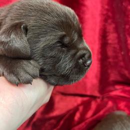 Chocolate Male 4 - Chocolate male Labrador Retriever puppy in Beaverdam, Virginia from Gold Heart Labradors