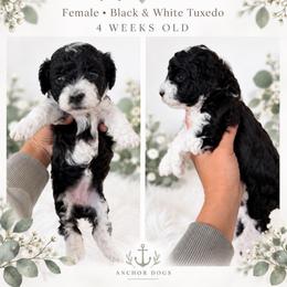 P e p p e r m i n t      (Teddy bear Poochon) - female Cavapoochon puppy in Hooper, Utah from Anchor Dogs