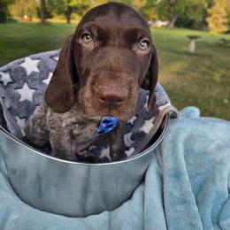 Cavalier King Charles Spaniel, German Shorthaired Pointer, and Golden Retriever Puppies from Northern Lights Goldens