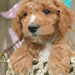 Dandy - Red  male Goldendoodle puppy in Boaz, Alabama from Doodles All Day