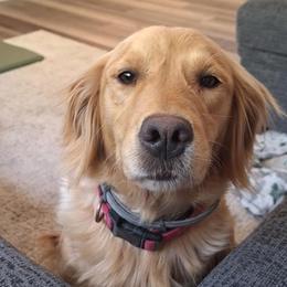 Olive (Ollie) - Golden female Golden Retriever puppy in Tenino, Washington from Oak River Goldens'