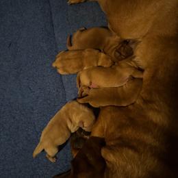Girl 4 - Yellow female Labrador Retriever puppy in Littlefield, Arizona from Susan Burkey