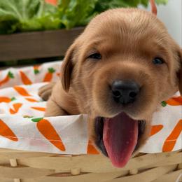 Orange - Yellow male Labrador Retriever puppy in Heath Springs, South Carolina from Rich Hill Retrievers