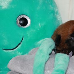 Belgian Malinois Puppies from Pyrex Kennels